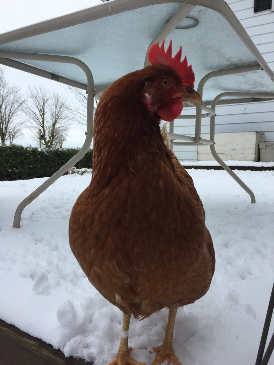 Don’t be chicken to get outside and play in the snow!