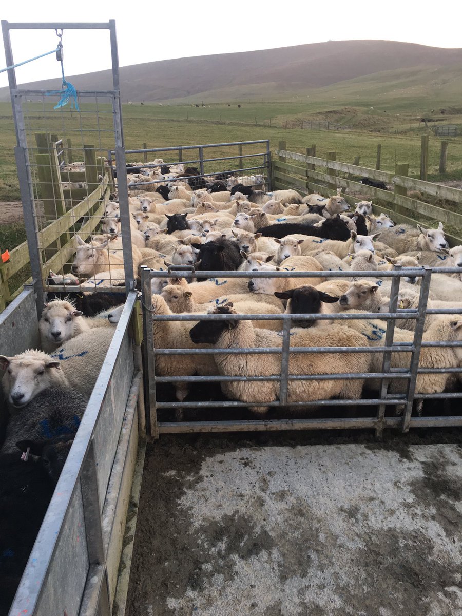 Brake_Farm's tweet photo. Ewes all drenched and dipped and ready for tupping time. Great to have Zara back working too https://t.co/T1Og8XjLBR