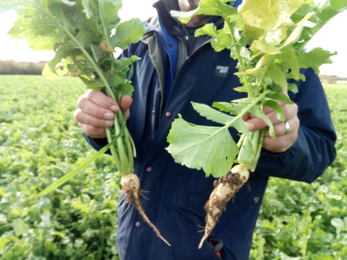 Tillage radish #covercrop doing well and soaking up valuable nutrients