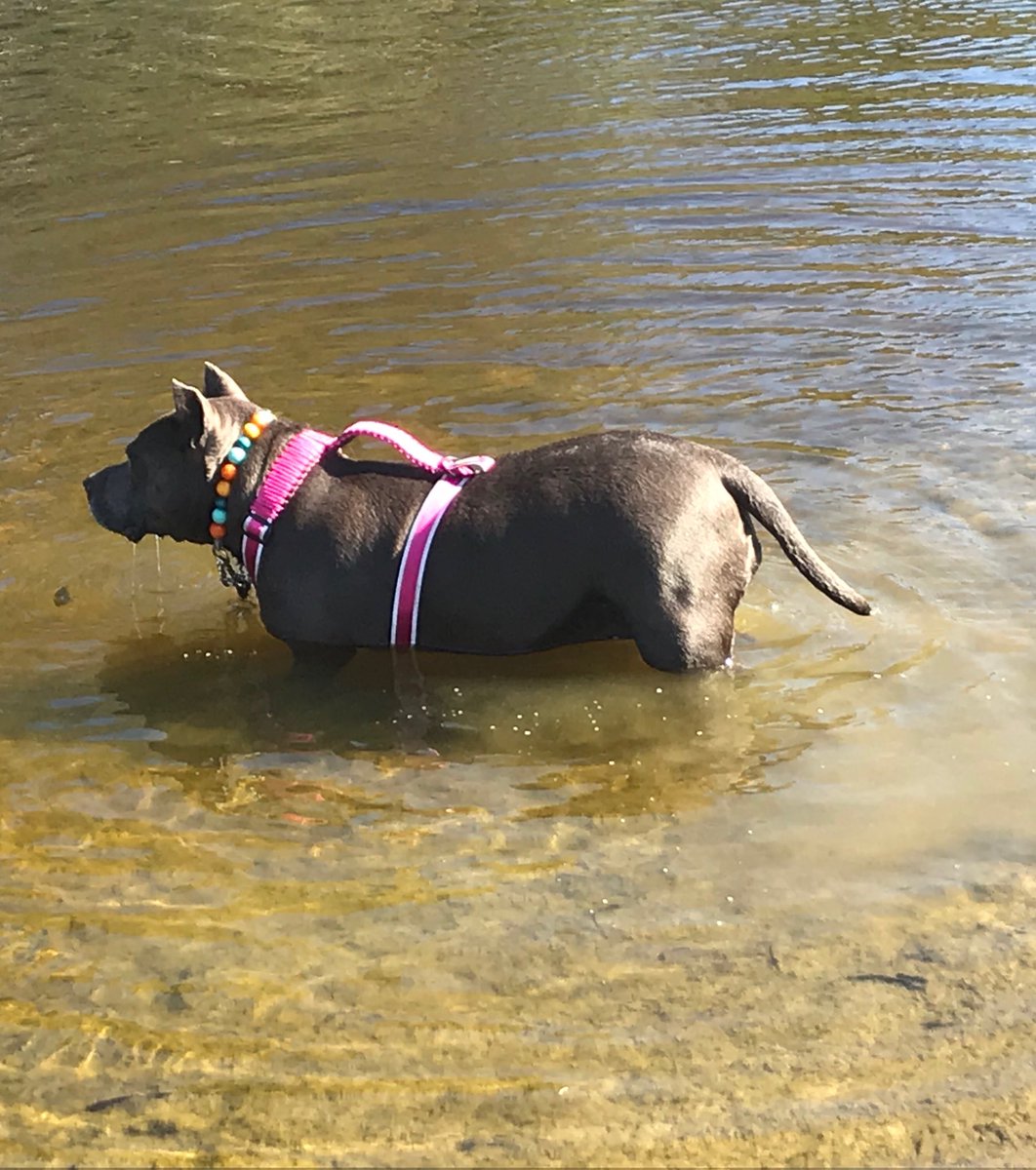 bbarefoot_bo's tweet photo. The ever elusive Carolina Hippo that shows itself once a year at the Carolina’s GCSA show. #precisionlabs #cgcsa #turfpros #MyrtleBeach #pit https://t.co/bS8bpTzvAY