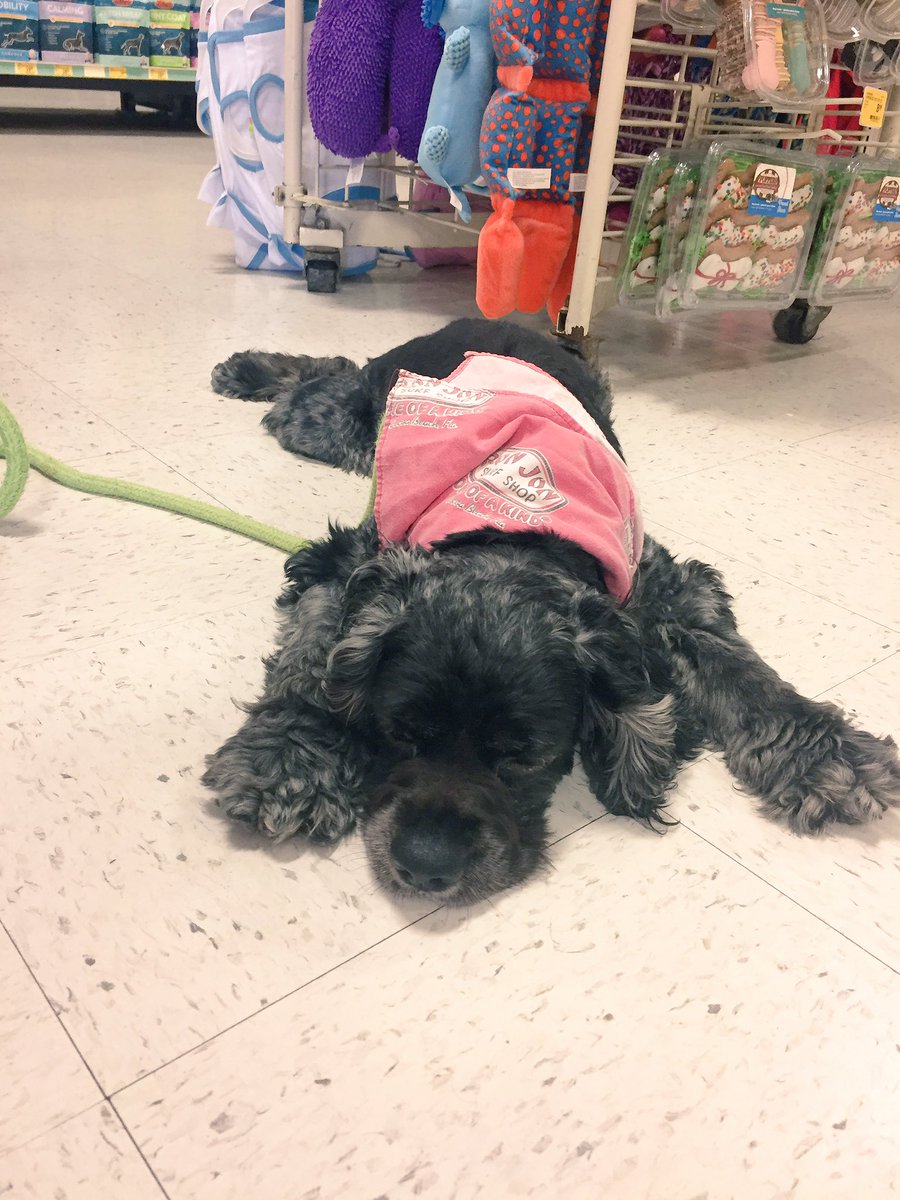 1171Petsmart's tweet photo. Meet Zuko! A laid back 6 year old cocker spaniel waiting for his furever home! #NationalAdoptionWeekend #adoptlove @PetSmartChariTs https://t.co/cZiDn4piPf