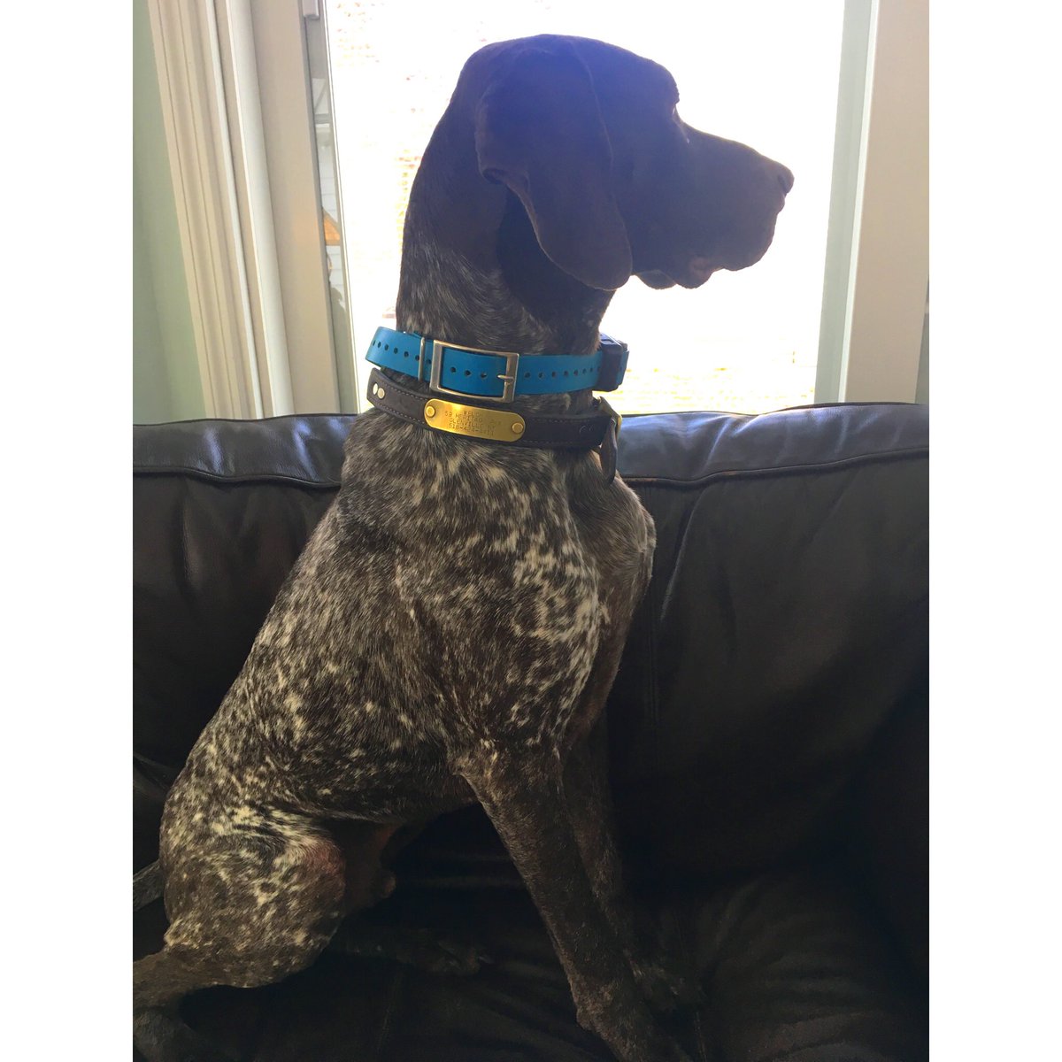 theOGericaG's tweet photo. I'm ready to go ๐ฆ๐ฆ๐ฆ hunting again!
#gsp #germanshorthair #germanshorthairedponter #birddog #pontingdog #dog #dogsofinsragram #puppy #love #derpdog #derpdogoftheday https://t.co/OCzNbhVfha