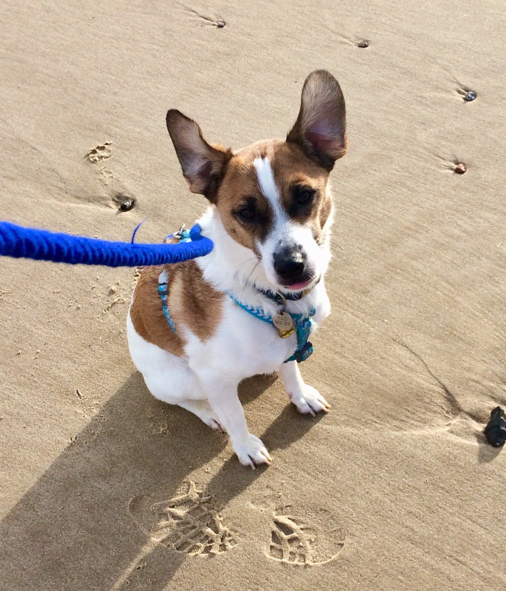 Rather windy on the beach this morning, good job he was firmly attached to his lead 💨🐶