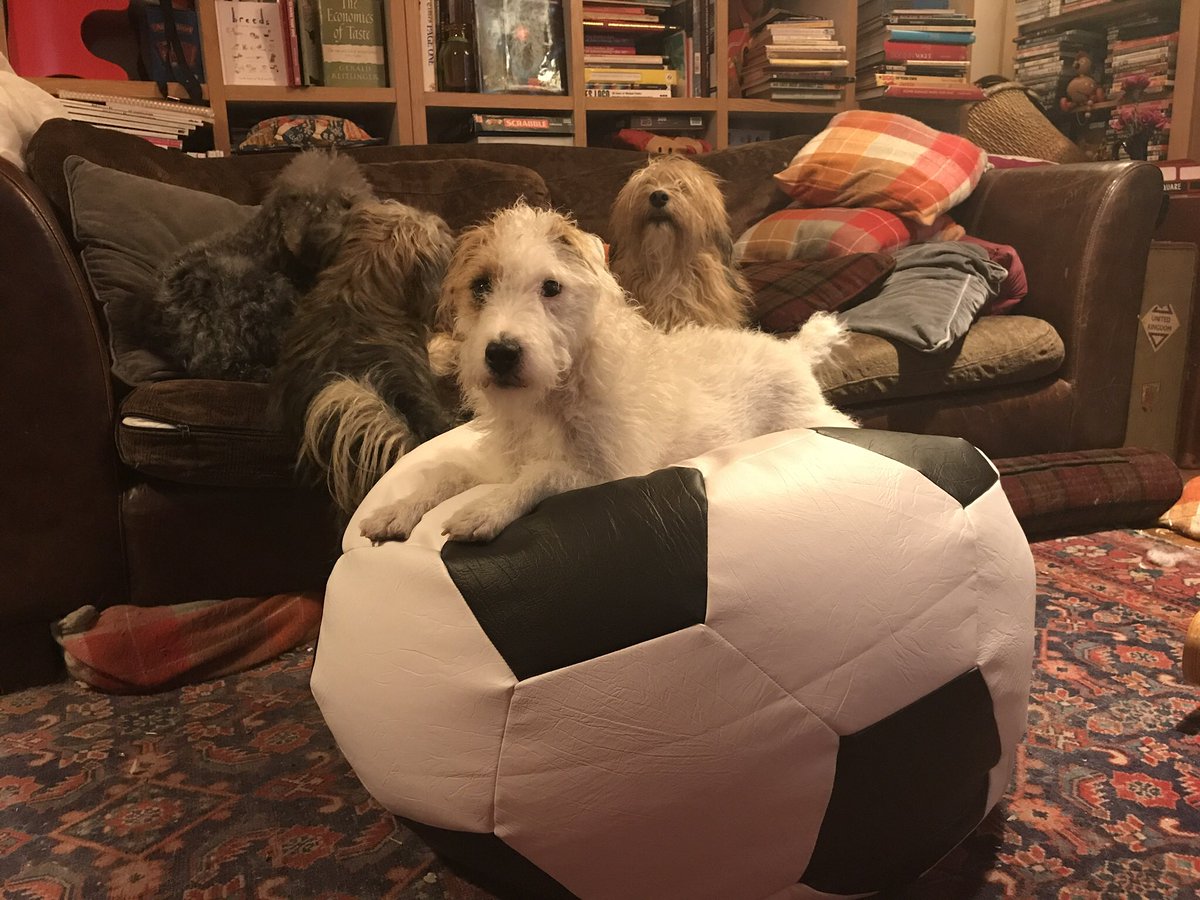 BeThatDog's tweet photo. At Be That Dog we are always on the ball! 😂 #DogsWhoBlog #DogsofLondon #LoveLondon  Don’t forget, you can follow us on Facebook and Instagram too @BeThatDog 💖💖💖 https://t.co/tPomY3fA20