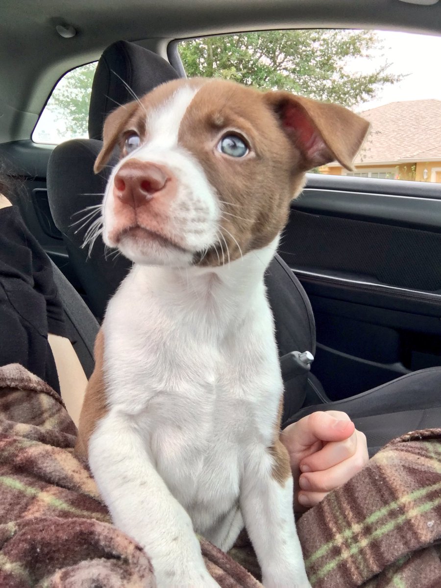 typicaltatii's tweet photo. one of my favorite pups 😭😍 https://t.co/jRijsuTVdT