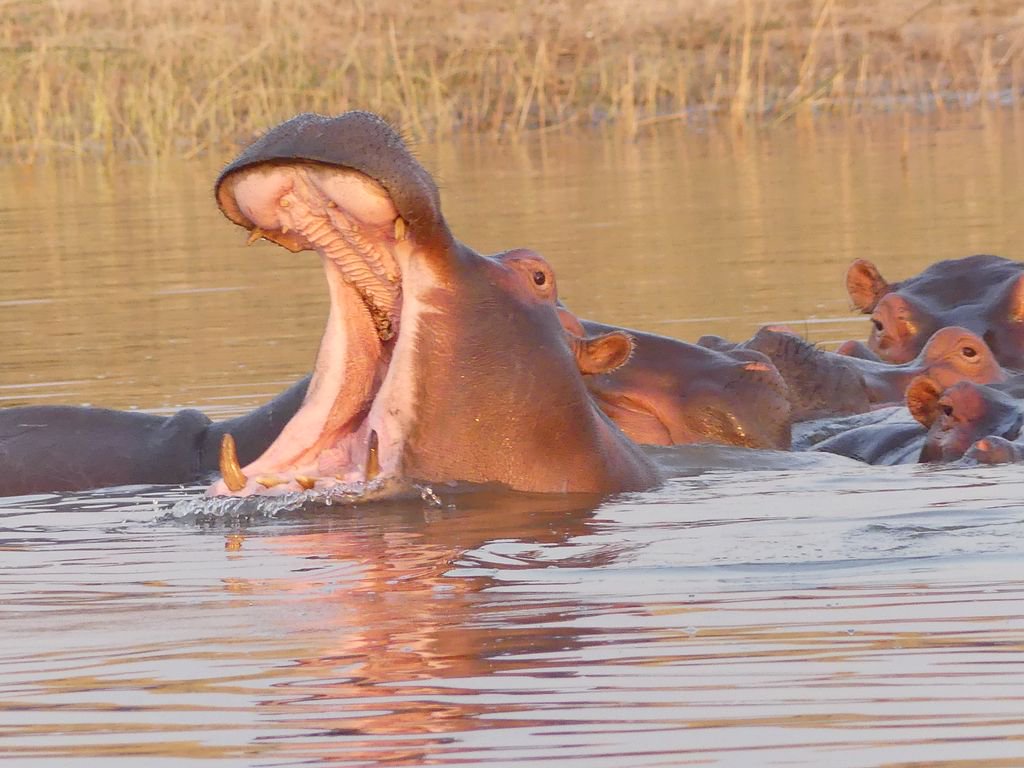 Yawn. Woe is me this dreary day. #EpicZimbabweJourney <a href="/IFWTWA/">IFWTWA</a> @HwangeBushCamp @ZimParks