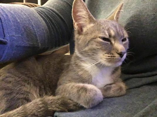 Found: Grey and White Kitten brooklandpark.net/bp/2017/11/12/…