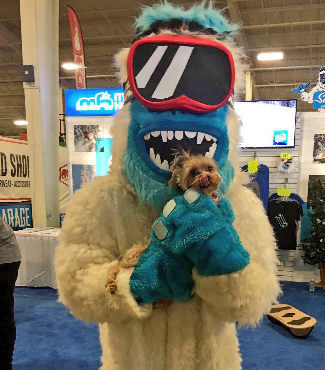 mthigh's tweet photo. Last day of SnowJam San Diego! • RepostBy @roxyyorkie:
"Have you seen him!?! #HaveYouSeenHim #MtHigh #Yetti #SnowJam #DelMarFairgrounds #SnowJam2017 #Roxy #RoxyTheYorkie #YorkshireTerrier #Yorkie #Dog #DogsOfInstagram #InstaYorkie #Yorkies" https://t.co/pxQ8rlTugT