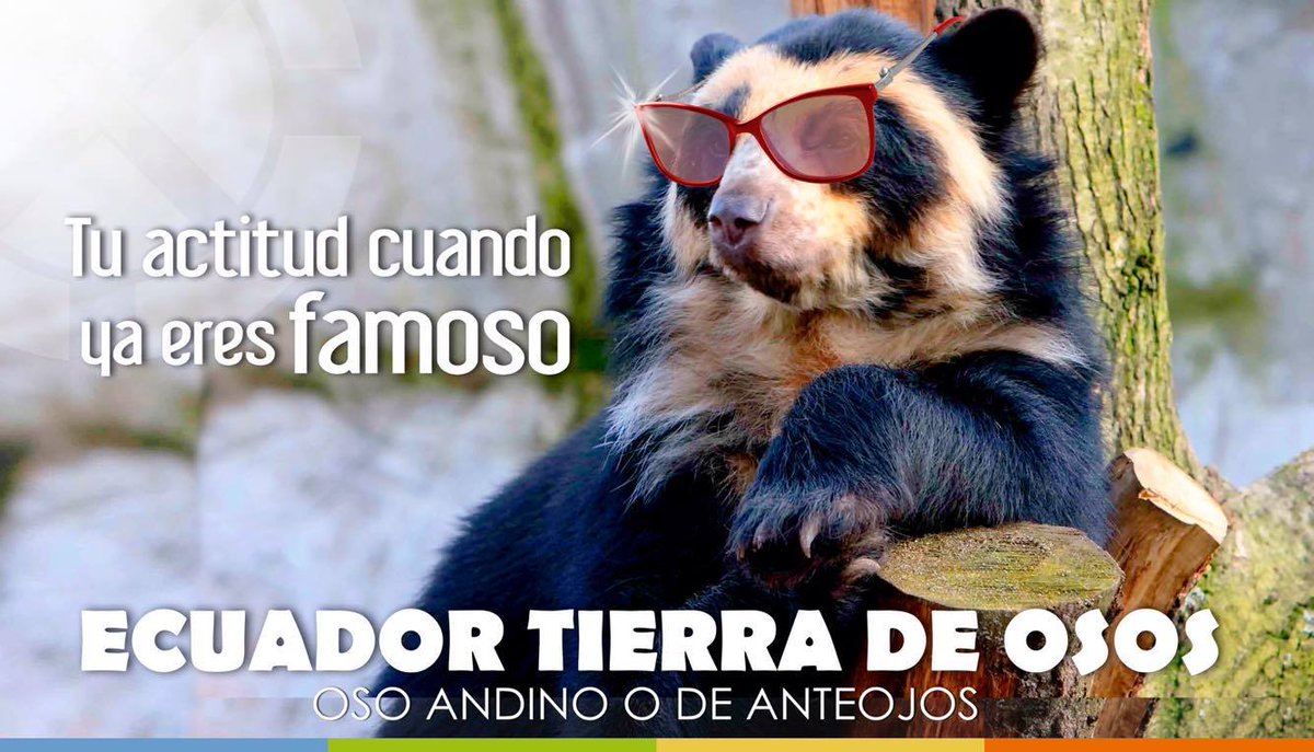 SmartTraveler4's tweet photo. Quito será la sede de la Conferencia Internacional para la investigación de nuestro querido y emblemático Oso Andino, un especie, en peligro de extinción. Cuidemos la naturaleza, cuidemos nuestro horgar! #SmartTraveler apoya al cambio y a la conservación de nuestros recursos https://t.co/yGzlJXMFaX