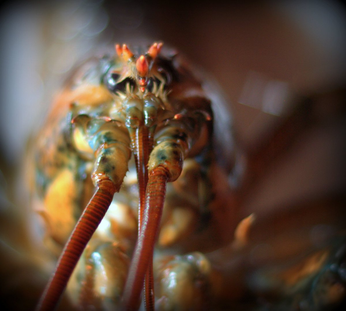 Say "hello" to Mr.Lobster!
We're the only place in #BowValley where you can come and pick up healthy live lobsters