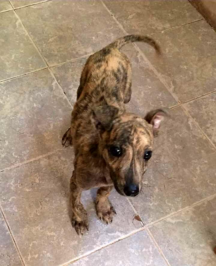 AdoptaUnGalgo's tweet photo. Tito 🐶🐣❤en adopción! 
Para educar y mimar. Para alimentar y comprender. Para ejercitar y acompañar. Para ver pelis. Para pasear. Para dormir adentro fresco en verano y abrigado en invierno. Para vivir integrado en familia. Adopción responsable y para siempre.
Escribinos!! https://t.co/ci1iTj83h1