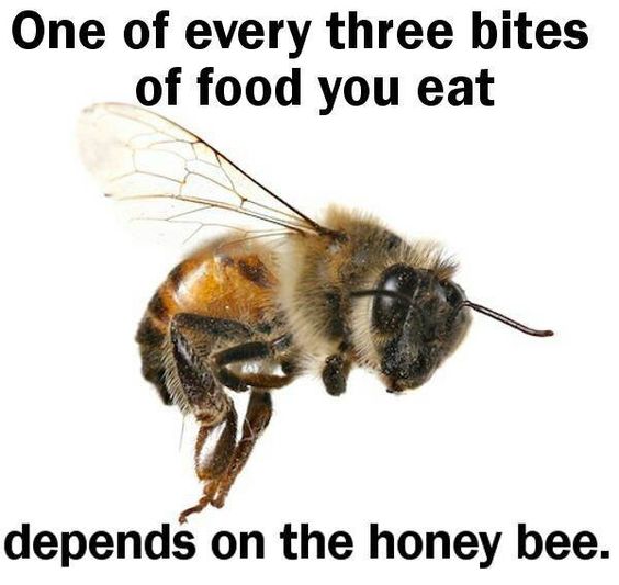 zbleumoon's tweet photo. ๐๐๐ป One Of Every Three Bites Of Food You Eat Depends
On The Honey Bee. #Save #Bees #flowers #Anipals https://t.co/Lez6WNrwfM