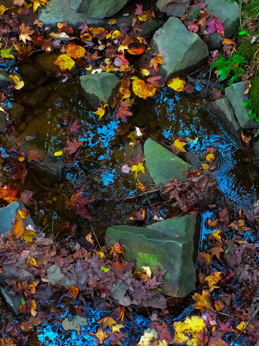 SuzyFerriss's tweet photo. Rainy day stream... #nature #photography #fall #leaveshavefallen https://t.co/dEbO3GmfAU