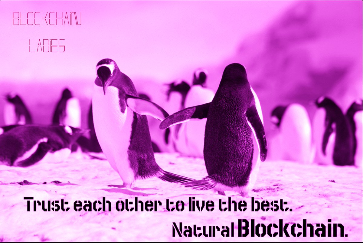 BchainLadies's tweet photo. Penguins choose destination staying united to get warm.
#blockchainforpeace
#communityispower
#naturalblockchain https://t.co/qI5txJfxeH