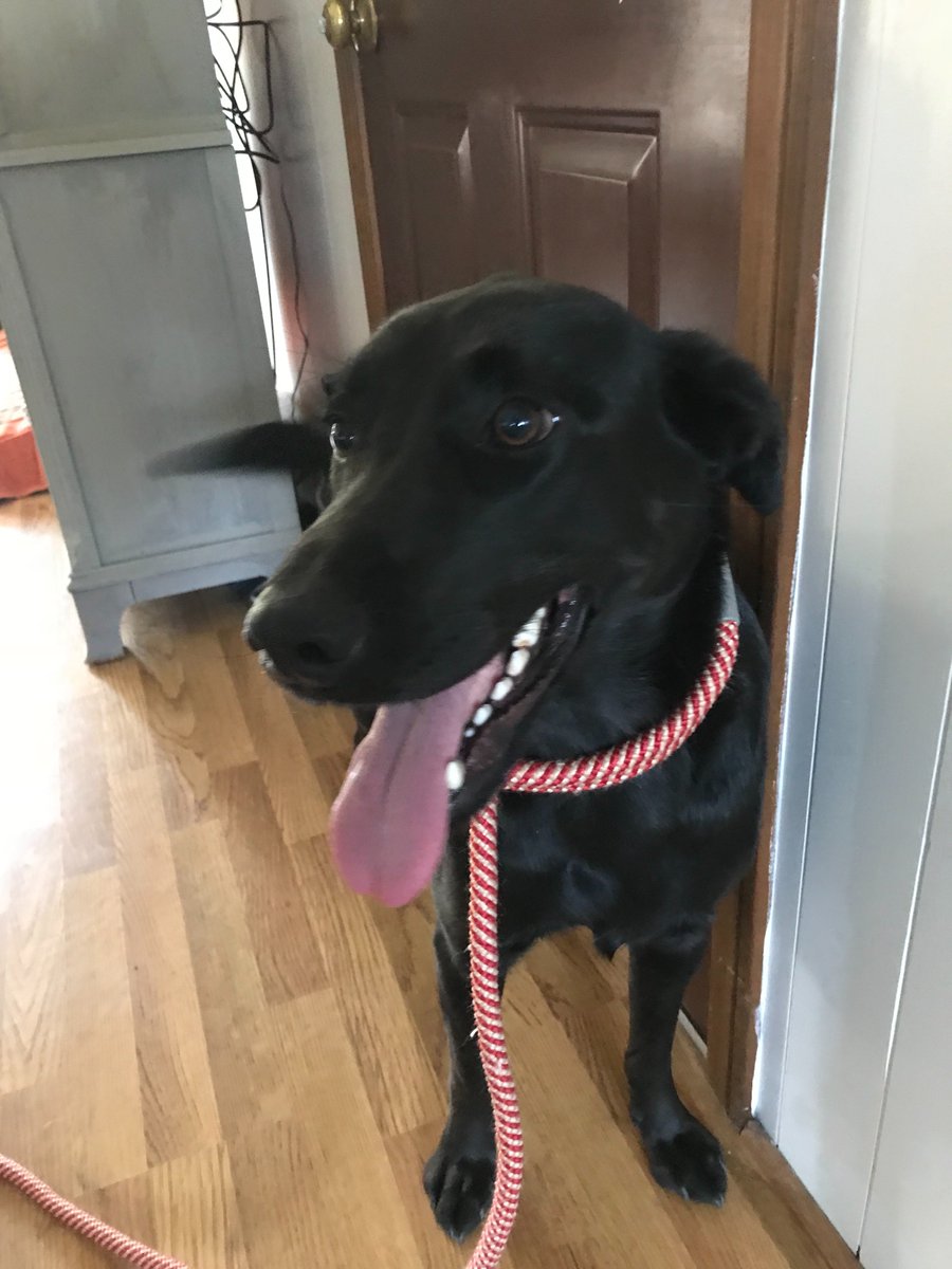 TenderHeartVet's tweet photo. A great visit in Hertford yesterday with Cooper, Luke &amp; Chesney! Thank you for allowing Tender Heart Mobile Veterinary Services to visit &amp; provide at home care for your dogs! https://t.co/eWaIE9aEB8