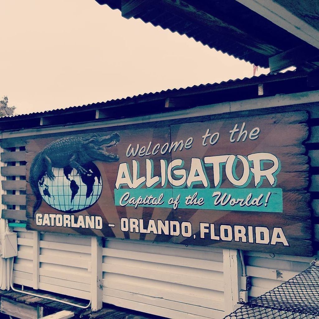 SnoutToStout's tweet photo. Gatorland Florida - #snouttosnout #gator #gatorland #florida #sunshine #vacation #usa #alligator #crocidile #trip #pic #pics #weekend https://t.co/TYP1yD2jqC
