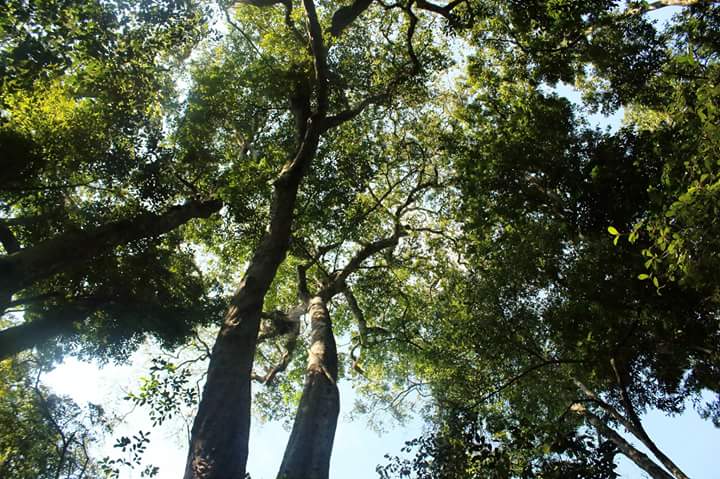 JackiePaterson8's tweet photo. A bit of soul food in Dlinza forest today #dlinza https://t.co/vlTaIETSpj