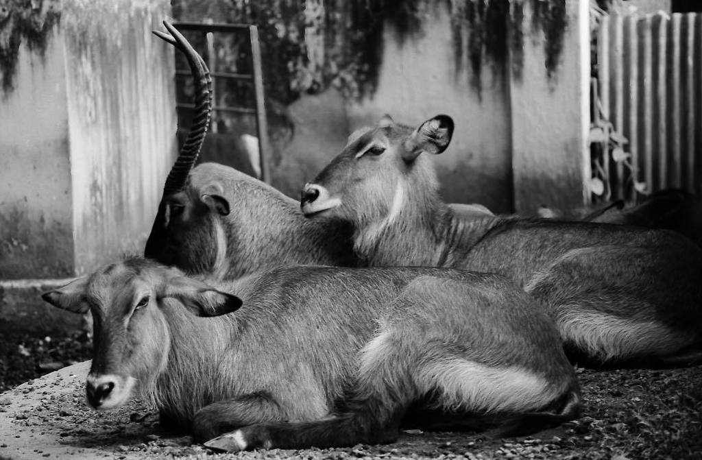 alecolizzi's tweet photo. #srilanka #blackandwhitephotography #Street #streetphotography #documentary #travel #blackandwhite #documentarypho… https://t.co/6scgkmCePT https://t.co/bpM0BlB1XD