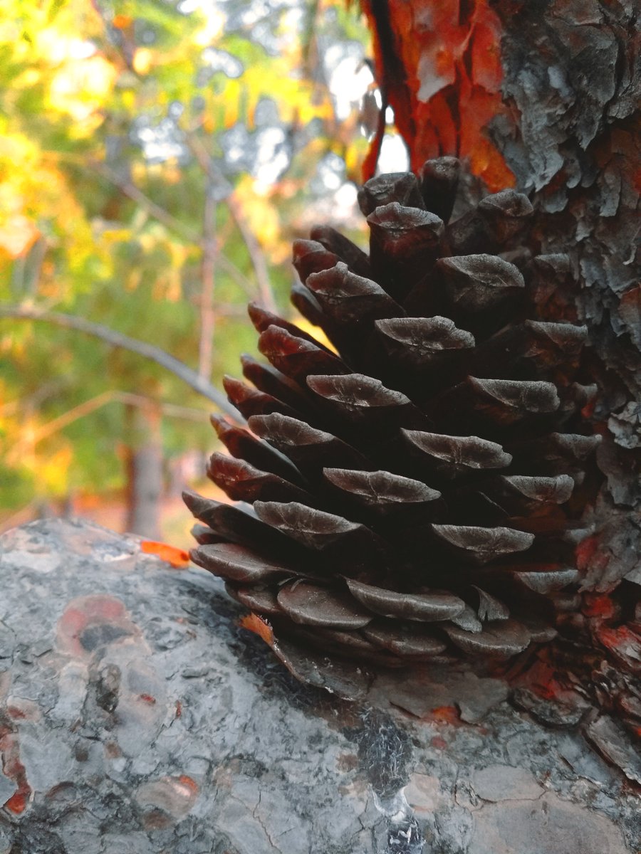 NaveVisuals's tweet image. Samsung Note 3 Photography lol