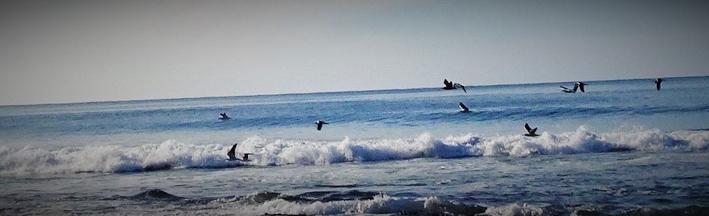 penwriter's tweet photo. Flying on the wind...........#beachwaves #beachday #beachwalk #beachlife #seagulls #waveshots #seagullseverywhere #discovertasmania https://t.co/WiRRppuP9t
