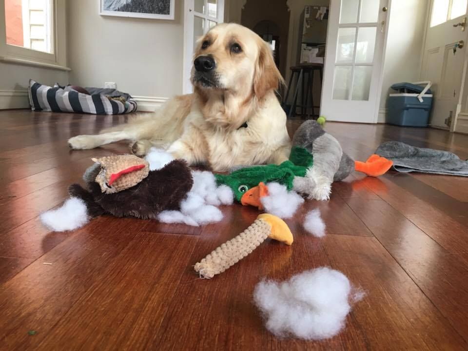 DestructionDogs's tweet image. Title: 'I'm not surprised, I'm shocked'⠀
Artist: Moritz⠀
Materials: Plush chicken and plush duck⠀
"Can someone please call the pupulance?!"

#destructiondogs #doggo #dog #dogsofmelbourne #goldenretrieversofmelbourne #puppy #pup #PleaseForgiveMe #cute