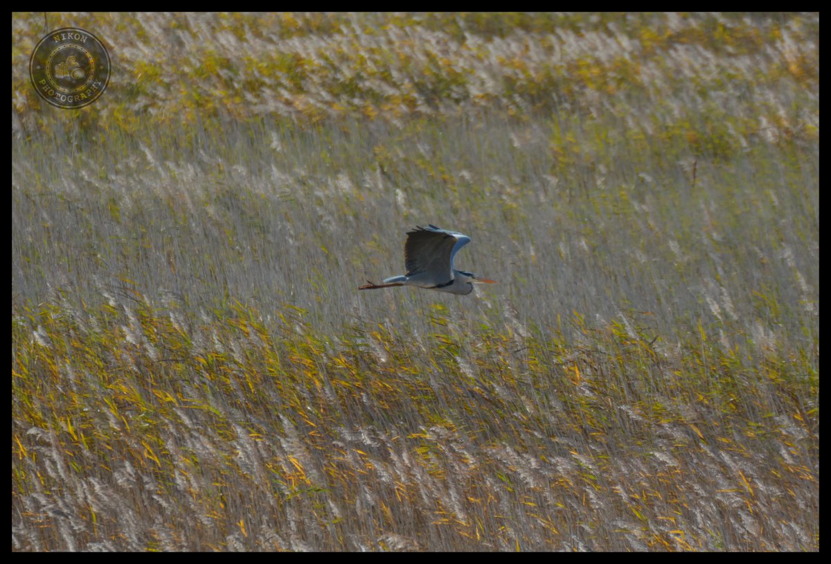 contactNikon's tweet photo. Take off at #rspbminsmere #suffolk #wildlife #marsh #Heron #flight #hunting https://t.co/6ZWuzyl8bc