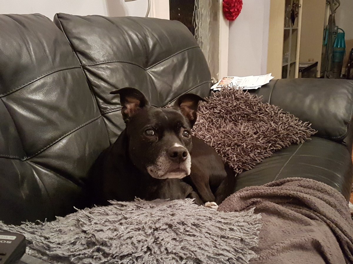 A big hello from Mr Flash. #dogsoftwitter