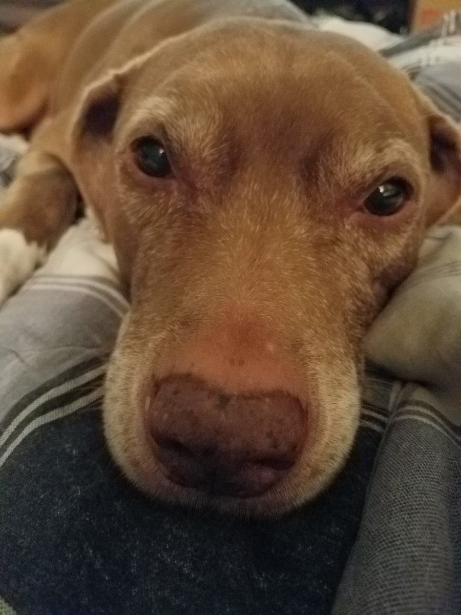 The reason I sleep in... #Pitbull #LoverNotaFighter