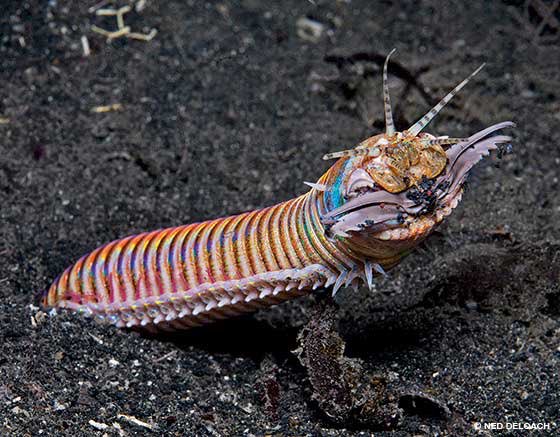 Nickipedia89's tweet photo. That Bobbit Worm can fucking do one. #BluePlanet https://t.co/3J7iODc24y