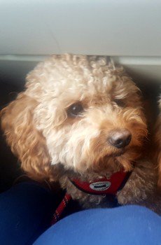 millypod1's tweet photo. HARRY HOME SAFE. THANKS FOR RT's 😊🐕
 
Baytree Farmhouse, Coggeshall Road #Braintree #Essex #CM77 
SEEN PUT IN A CAR BY  The Dolphin Pub on the #A120
https://t.co/C95g1IuwTk https://t.co/8Ac5F3iOdg