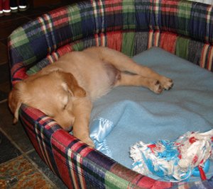 HugMyPet's tweet photo. The anticipation of our new dog, Crumble, joining our home was like nothing else. We wanted to try and create the most dog-friendly environment possible, but we didn’t really know where to start. Find out what happened next...? https://t.co/AVuV7tspm2 https://t.co/6RywbBIKPn