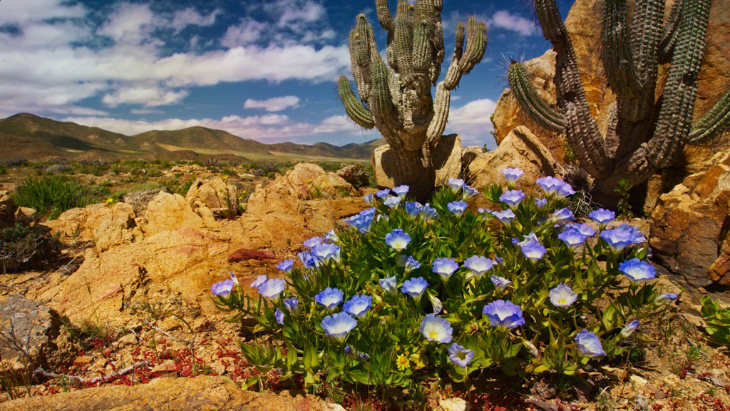 WildChileTV's tweet photo. Estamos al aire! @chilevision #WildChile https://t.co/q18zHVmmRr