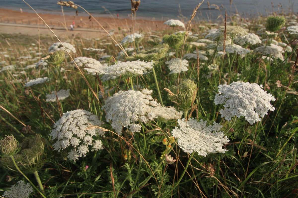 TurnLymeGreen's tweet photo. Coming up this Tuesday (14th): Chance Encounters and the Greening of Lyme. A talk by Terry Sweeney who worked as the Countryside Service manager for Dorset County Council. 7.30pm, Royal Lion. https://t.co/GacBnkNaF4