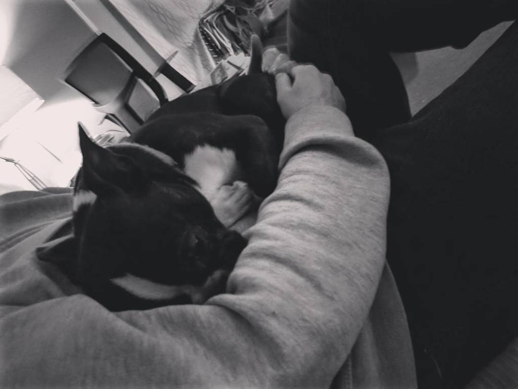 catt231's tweet photo. Midget dog always wants to sleep on Chris lap 😂
#bostonterrier #snooze #weesook https://t.co/T9vdRZDQLU https://t.co/ZU3HPOdxXz