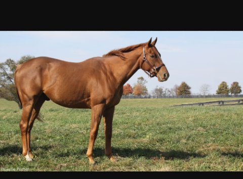 TheSquire17's tweet photo. I got a great horse. https://t.co/VqMNPNRuwv