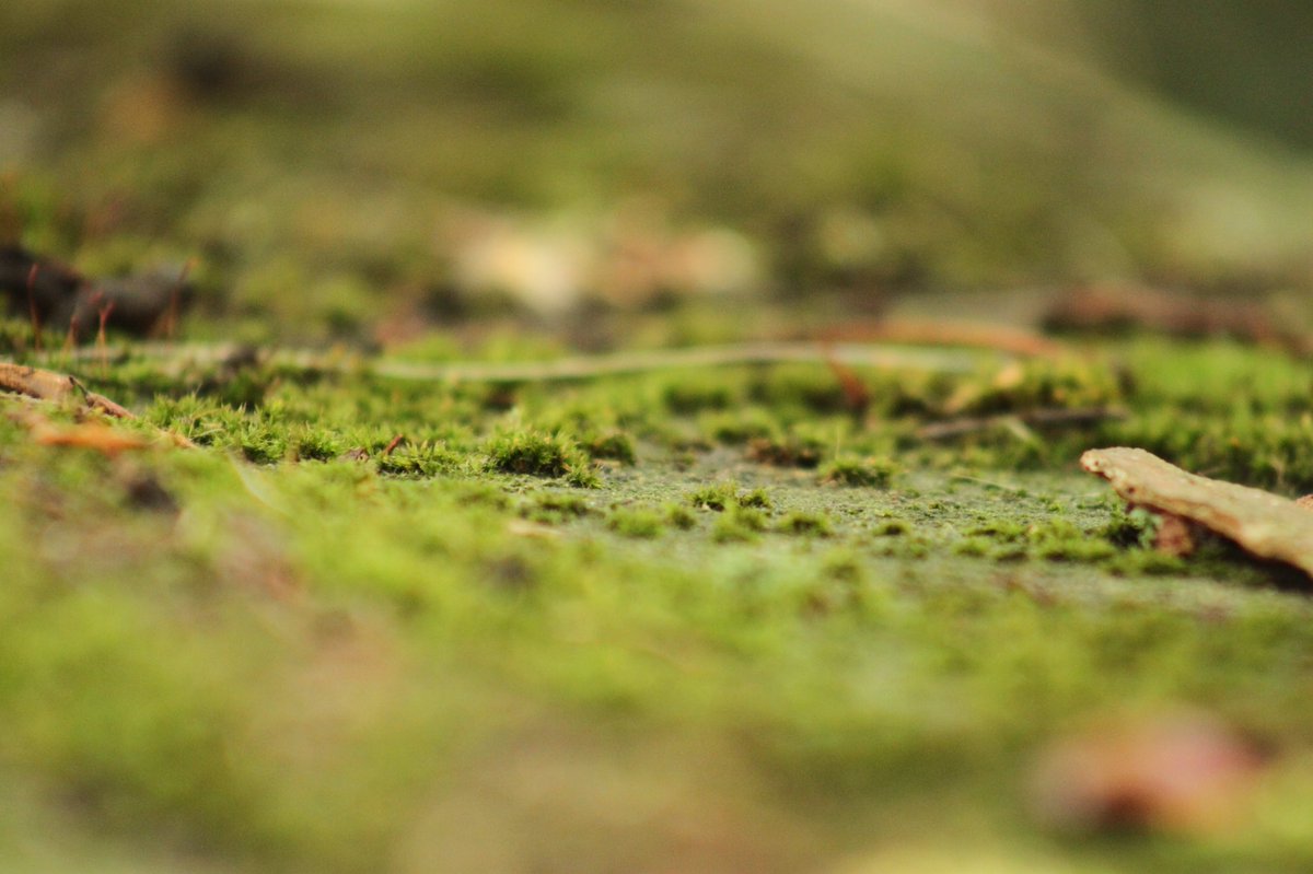 DrFarebro's tweet photo. #textureshot #texture #moss #wideangle #wideapperture #kensingtongardens 📷 #photographycourse @NigelWorkshops https://t.co/Pg3XrWerKZ