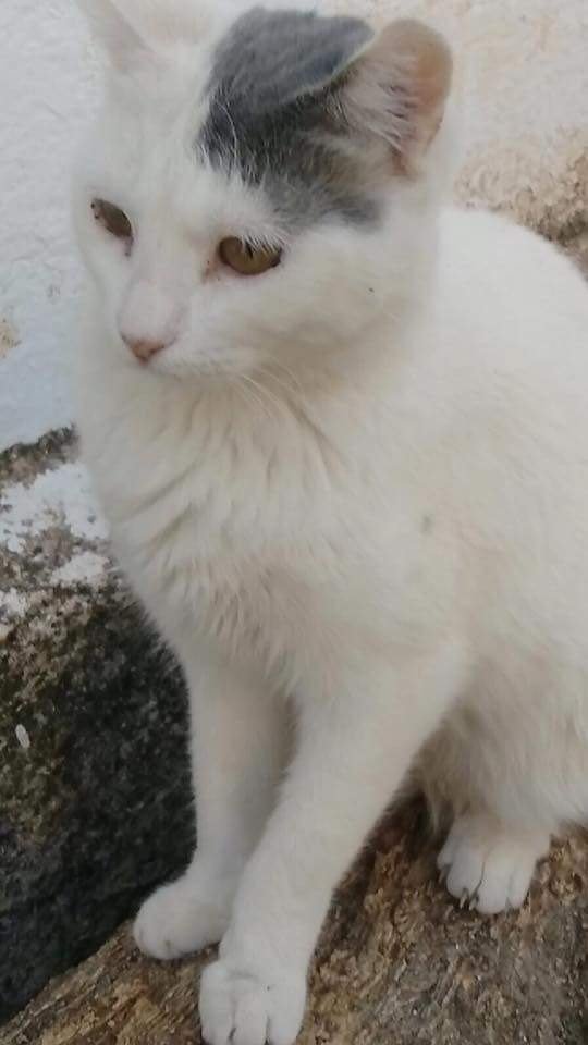 ActuaAnimalista's tweet photo. Su pelaje blanco, y sus ojos de un color indefinido, hacen de KAROLA una gata ESPECTACULAR!!!
Puede viajar! #ADOPTAA https://t.co/t405kgXA2L