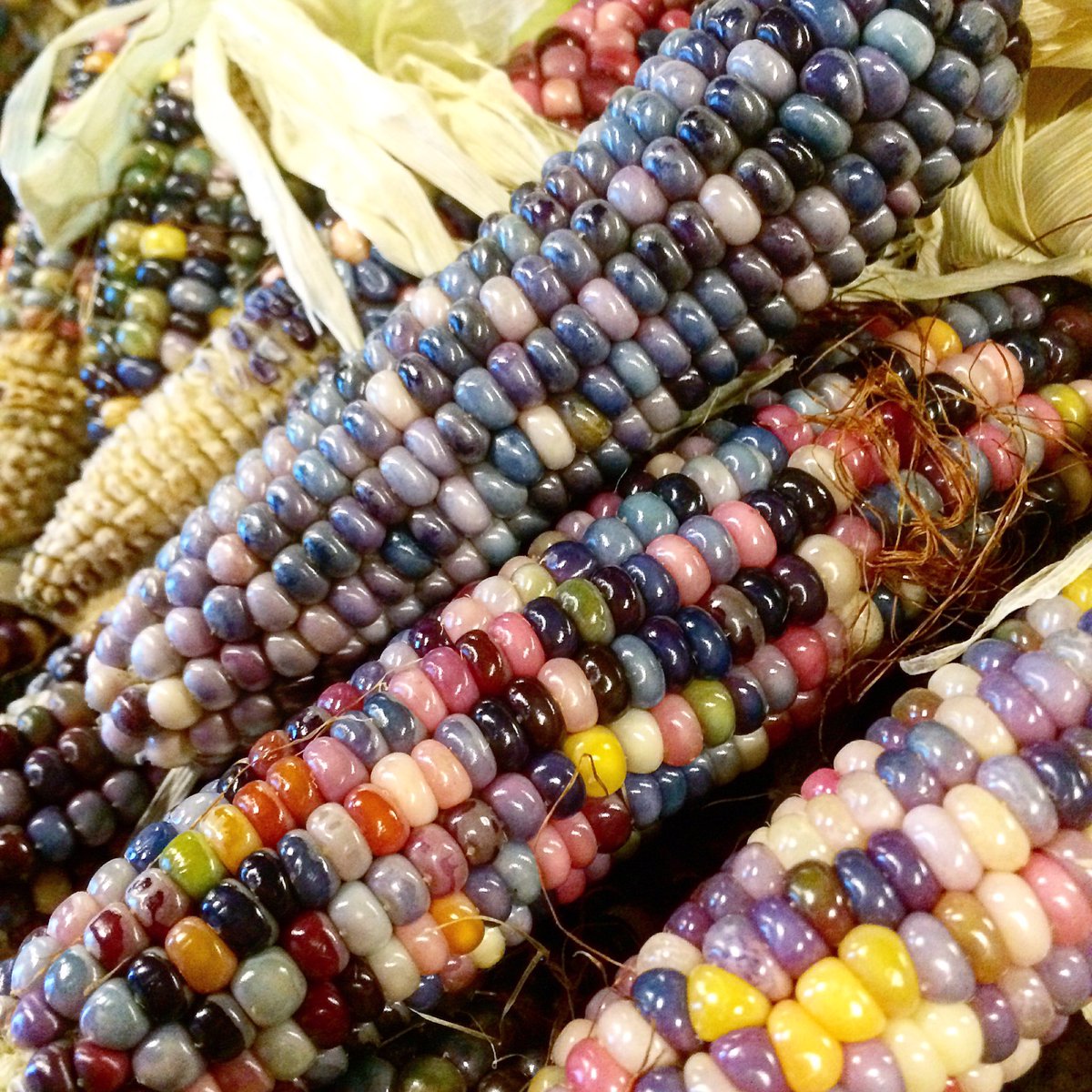 This is #real. Rainbow corn!