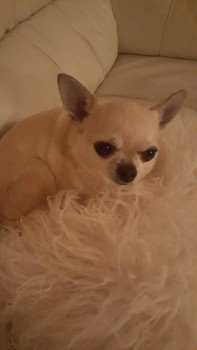 🆘#Lost #ScanMe Chihuahua Male 
#Thornhill/ #Ashbrooke area of #Sunderland #SR2 
NEW TO AREA. PLEASE SHARE
#SR1 #SR3 #SR4 #SR5 #SR6 #SR7 #SR8 
doglost.co.uk/dog-blog.php?d…