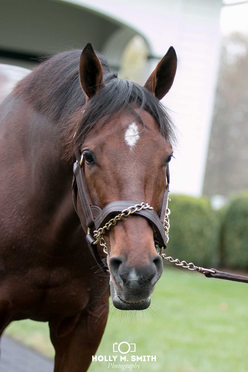 kyholmarie's tweet image. Wicked Strong this afternoon @spendthriftfarm