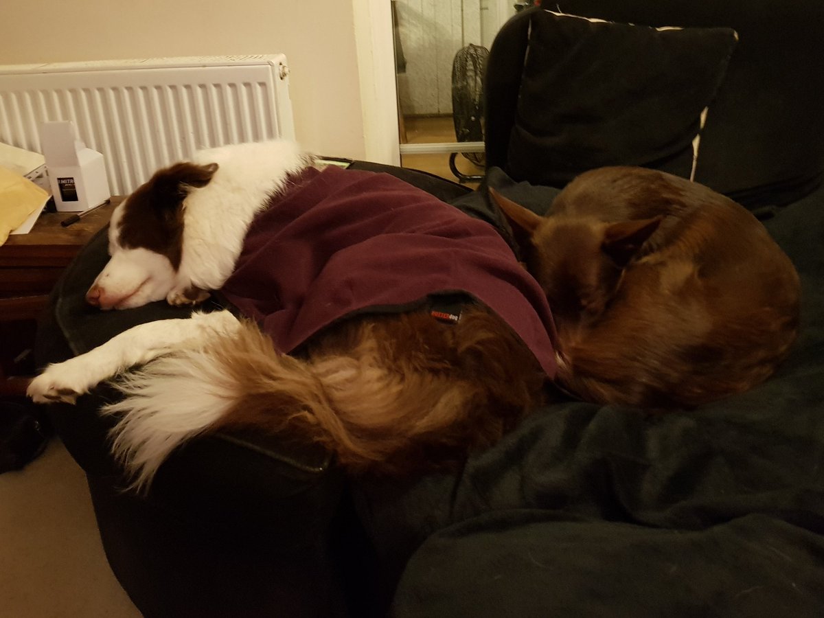 Search Dog Rusty tweet media