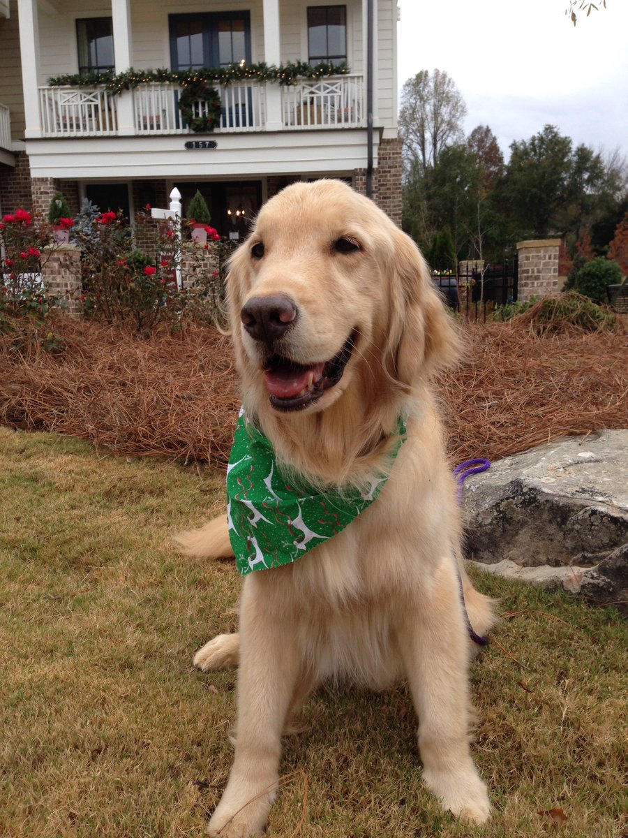 gcidogs's tweet photo. Very special thanks to the @WoodstockJWC for a wonderful weekend at the Holiday Home Tour! What a privilege to know these amazing ladies! https://t.co/QGDJmFRXyI