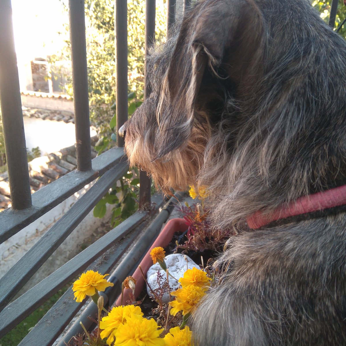 Gilfer2011's tweet photo. Perrete vigilando a los gatos #perro #vidaperra #espera https://t.co/jkVEWFZv5r