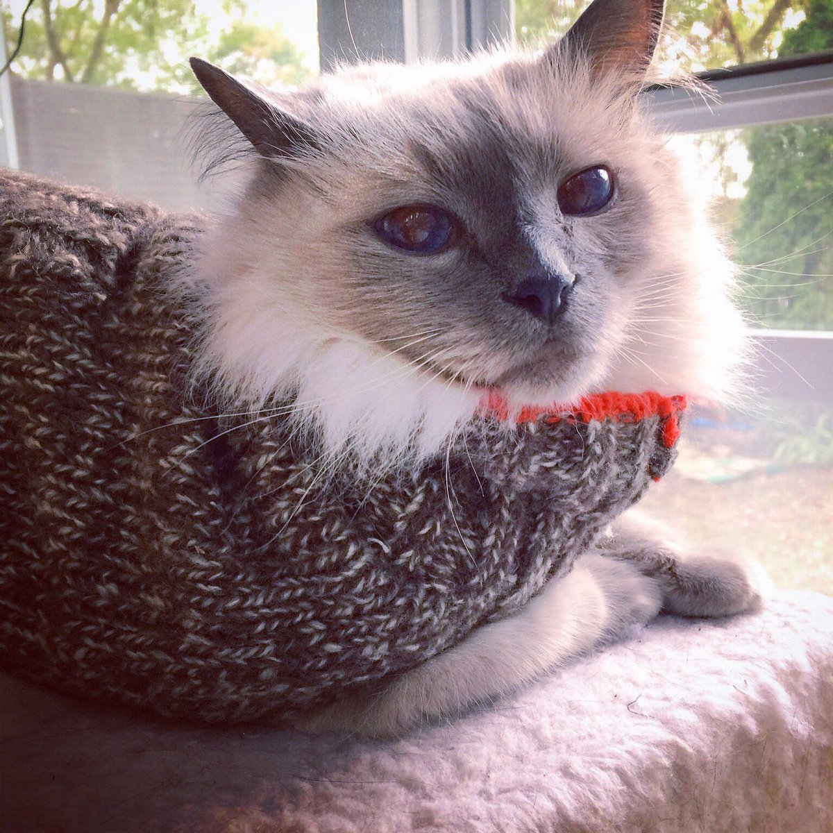 DagnyOne's tweet photo. @Trupanion Jonah loves #SweaterWeather!! 🐾 https://t.co/YtEwap38PO