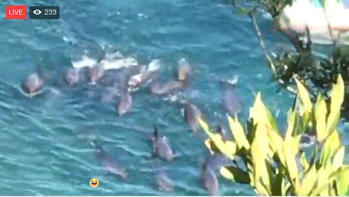 dolphin_angels's tweet photo. LIVE: Dolphins are being driven into Taiji death cove, Japan to be slaughtered later. Watch → https://t.co/PLQykrnzLd  Please retweet. TYVM https://t.co/WSNyFFIMet