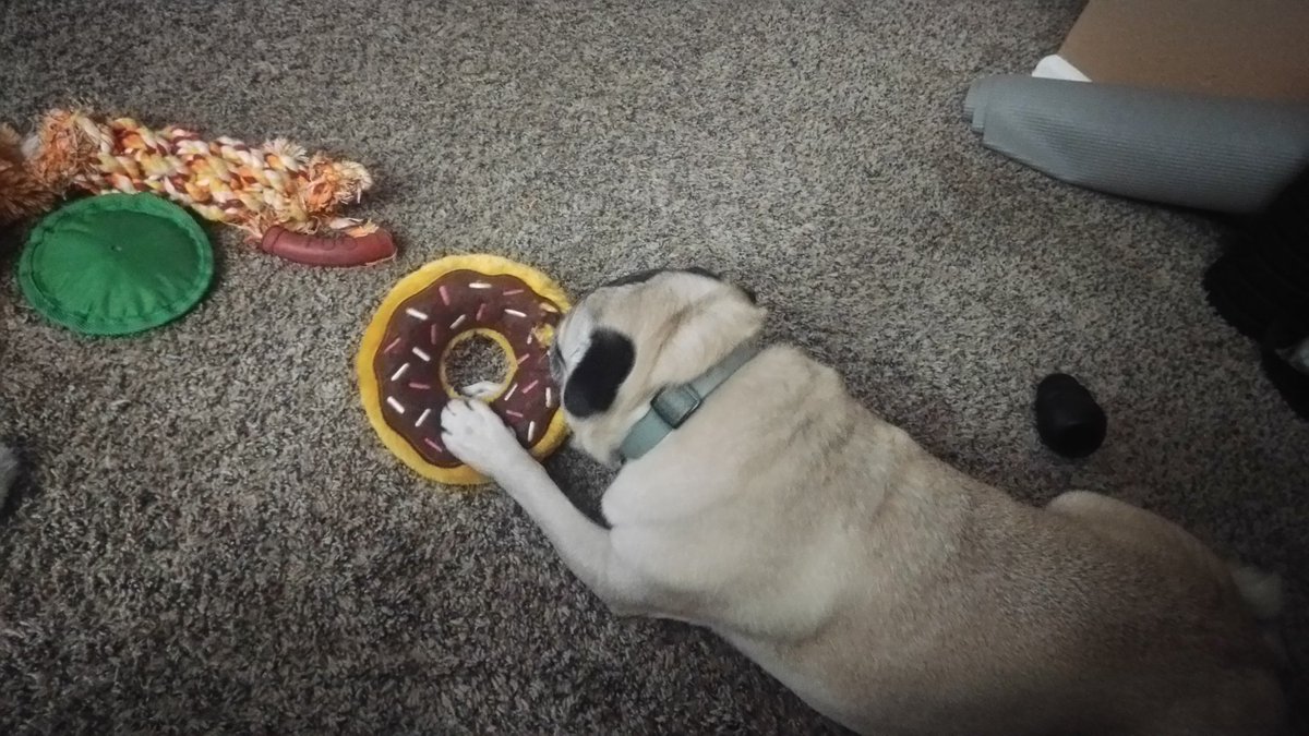 ChunkyDonuts's tweet photo. It's my cheat day #pug https://t.co/OlGbrKfQx5