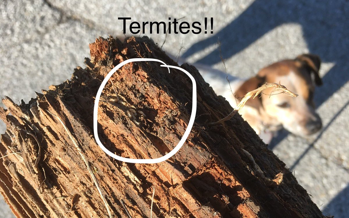 JodyBugsMeUNL's tweet photo. Look what we found on our hike today! When your job &amp; hobbies intersect &amp; your brain is always in insect mode #subterraneantermite #buggingout https://t.co/SXwubouwC5