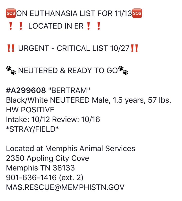 reddogsusie's tweet photo. #TN #MEMPHIS
🆘🆘IN THE EUTH ROOM! ONE OF 8 DOGS 2B KILLED TOMO AM 11/13 Bertram 18mo boy needs a hero NOW! 🙏🏻 #ADOPT #RESCUE #FOSTER #PLEDGE
https://t.co/qOZyB0cCyY https://t.co/K1FwRJDmoa