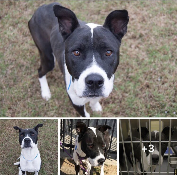reddogsusie's tweet photo. #TN #MEMPHIS
🆘🆘IN THE EUTH ROOM! ONE OF 8 DOGS 2B KILLED TOMO AM 11/13 Bertram 18mo boy needs a hero NOW! 🙏🏻 #ADOPT #RESCUE #FOSTER #PLEDGE
https://t.co/qOZyB0cCyY https://t.co/K1FwRJDmoa