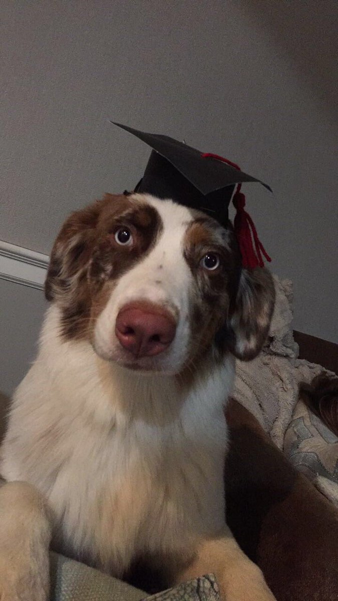 emmaivey's tweet photo. lil nug graduated from puppy school this morning and seems to really like his hat https://t.co/Xs0GavcBjr